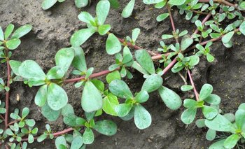 Esta es la planta que muchos confunden con maleza, pero tiene grandes beneficios  | Plantas