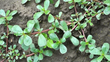 Esta es la planta que muchos confunden con maleza, pero tiene grandes beneficios para la salud