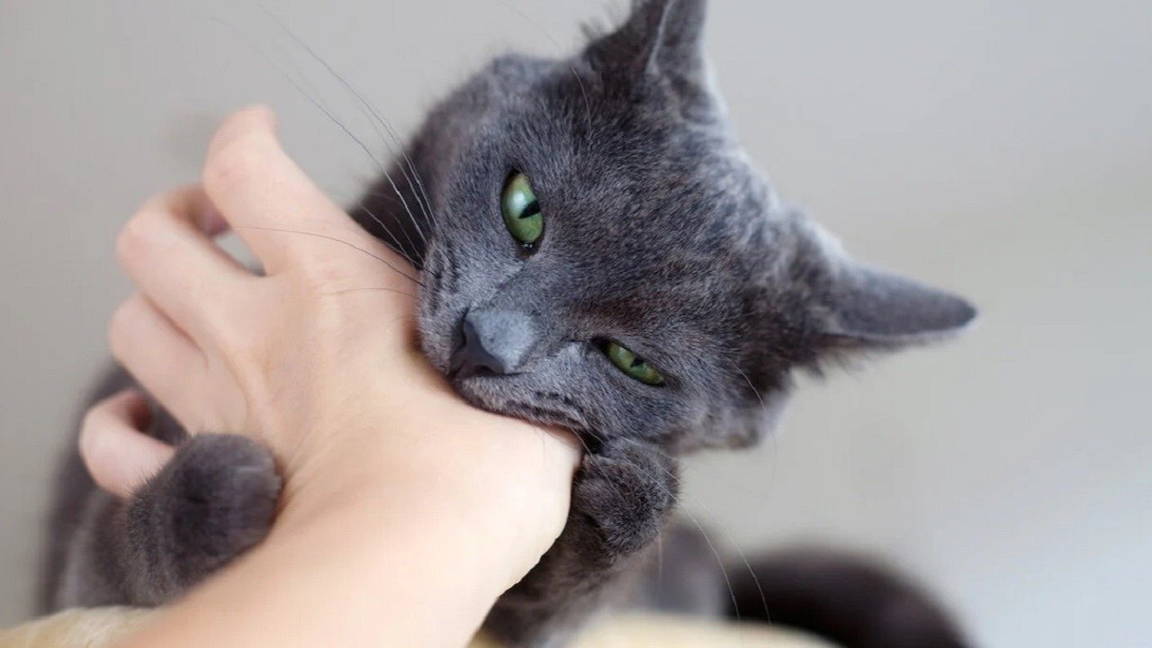 Gato mordiendo.