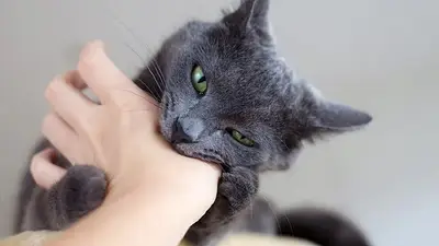 Gato mordiendo. Gato mordiendo.