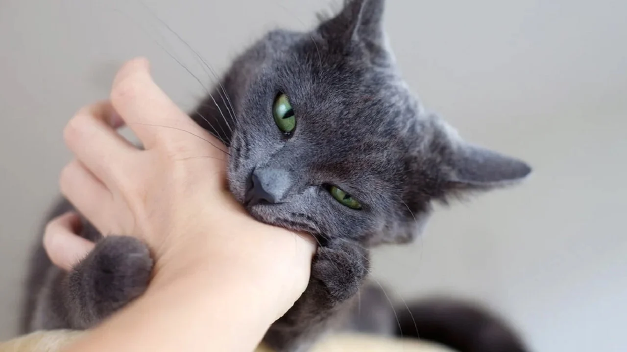 Gato mordiendo.