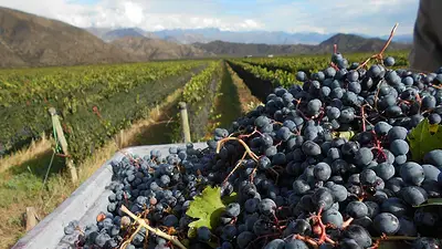 Junto a productores locales, La Rioja analiza medidas para sostener la vitivinicultura ante la crisis del sector Junto a productores locales, La Rioja analiza medidas para sostener la vitivinicultura ante la crisis del sector