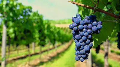 Uvas Uvas