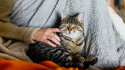 Gato en invierno. Gato en invierno.