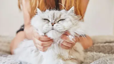 Gato mimoso. Gato mimoso.