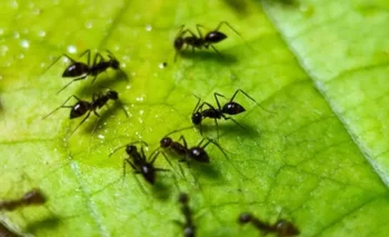 Cómo hacer para que las hormigas no se coman las plantas | Servicios