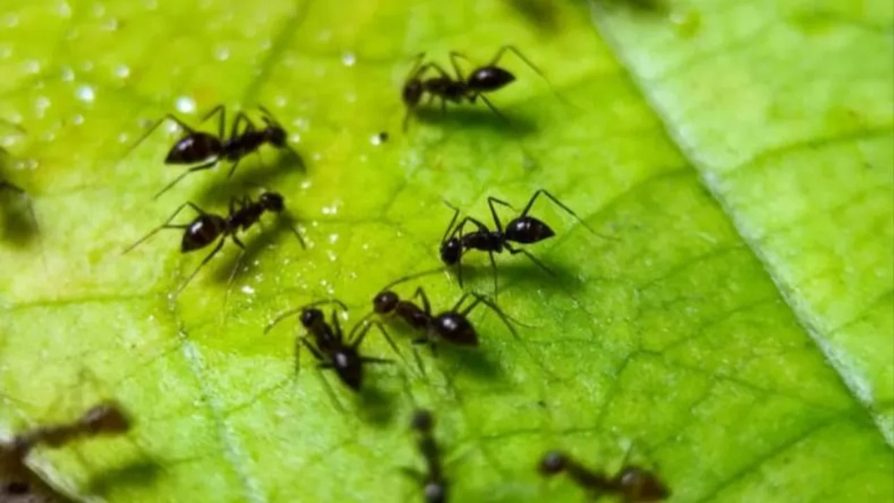 Cómo hacer para que las hormigas no se coman las plantas: esto es lo que hay que hacer