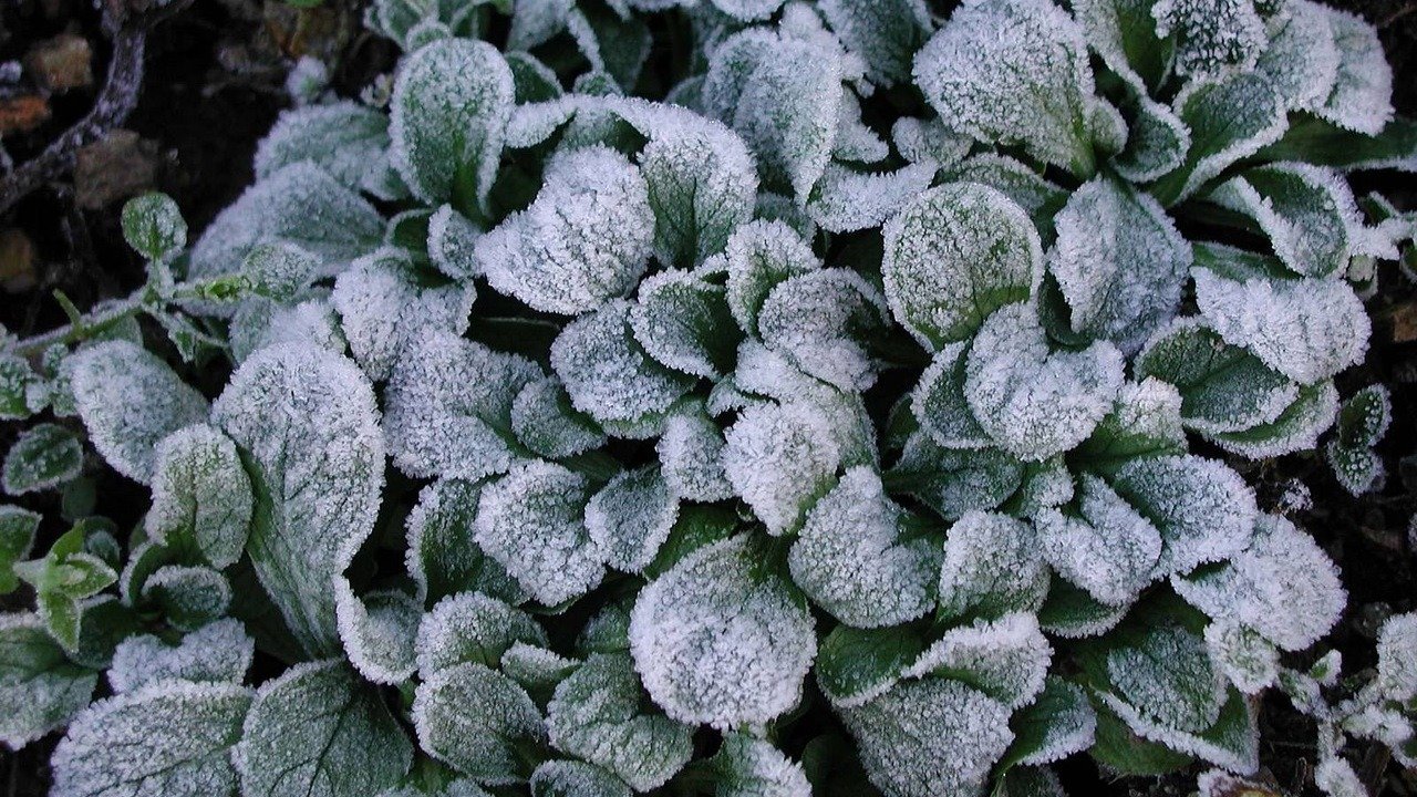 Planta