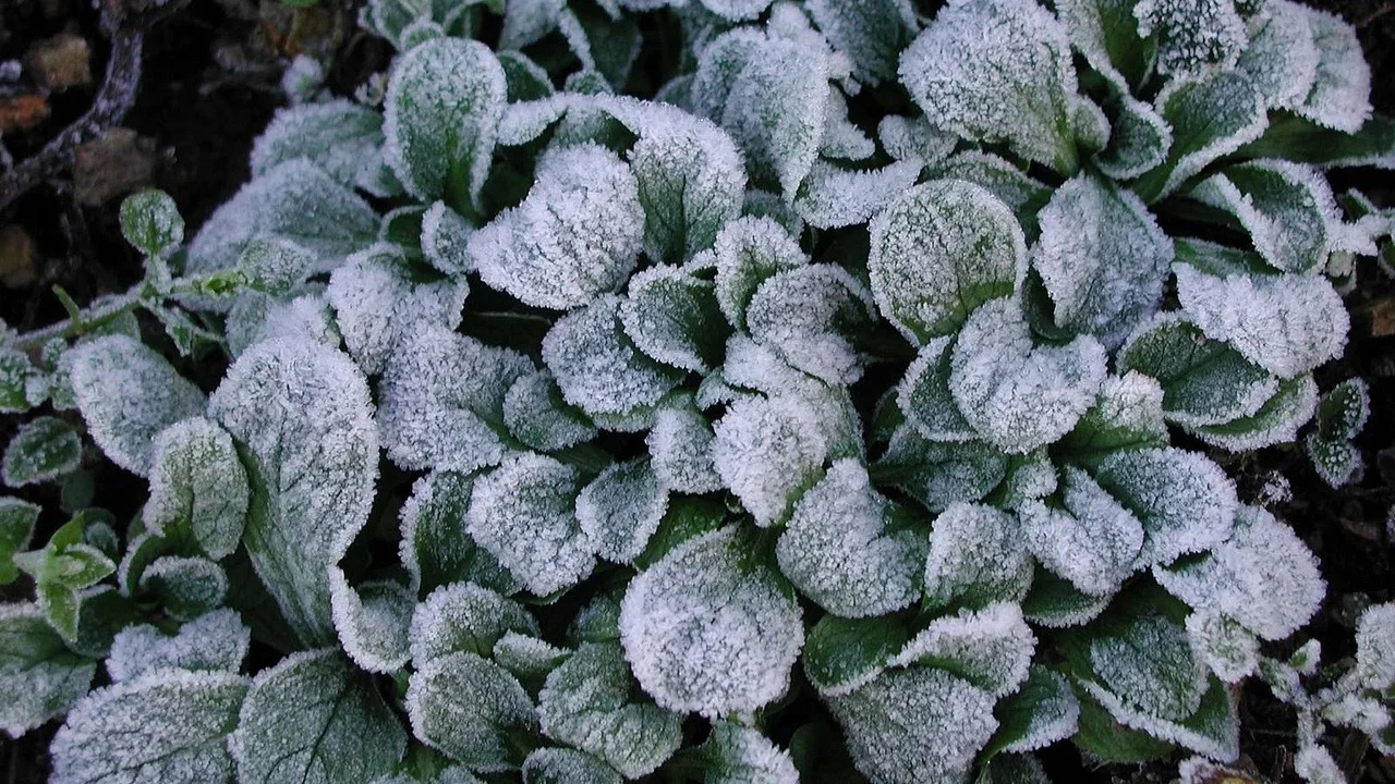 Planta