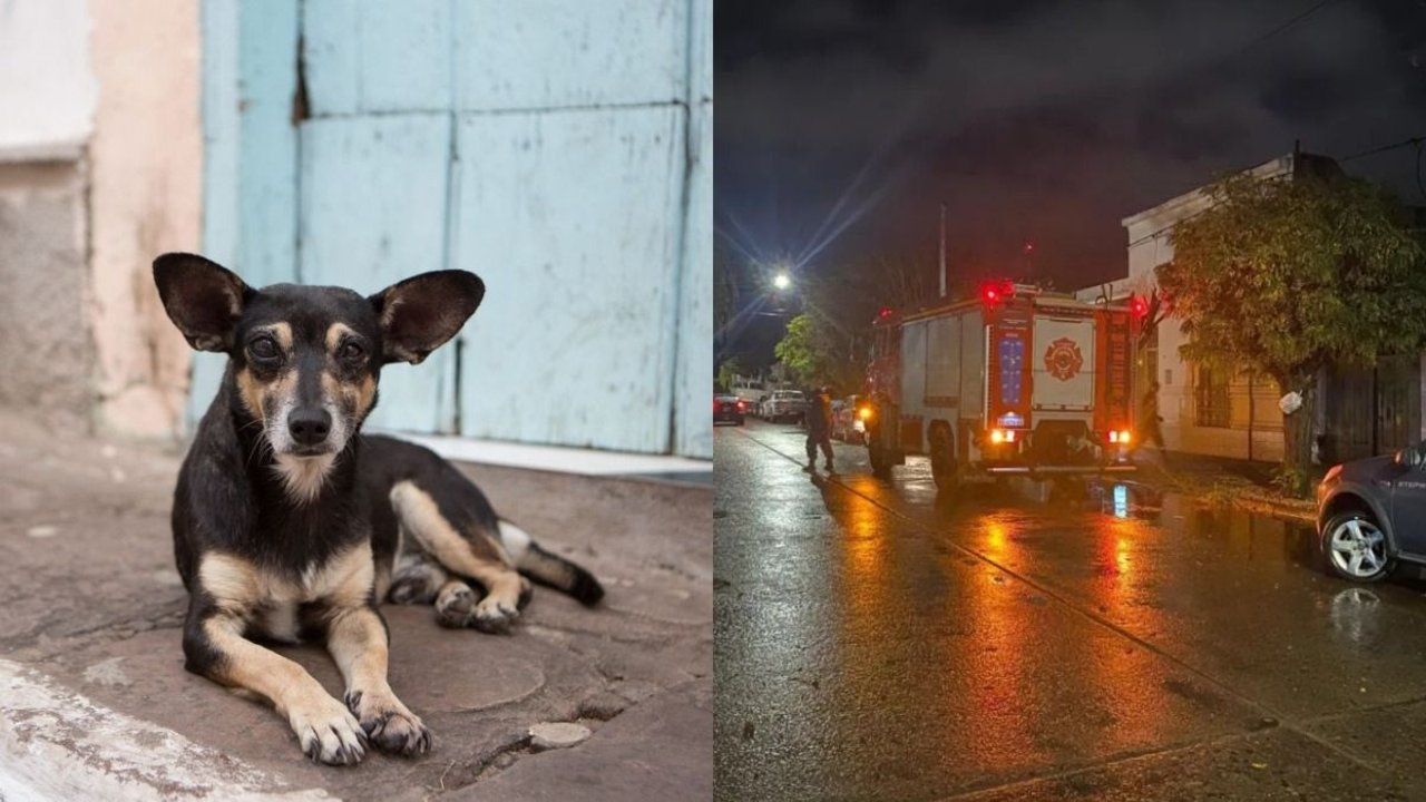 Un perro dejó afuera de la casa a su dueña.