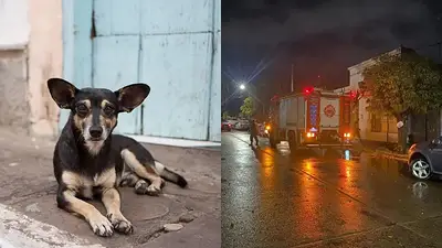 Un perro dejó afuera de la casa a su dueña. Un perro dejó afuera de la casa a su dueña.