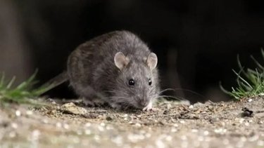 ¿Qué plantas hay que tener en la casa para ahuyentar a las ratas?