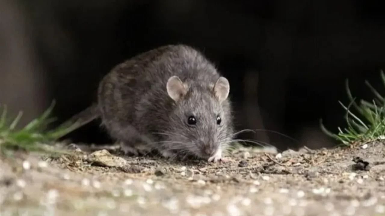 rata, roedores, plagas, plantas, verdulería, viviero