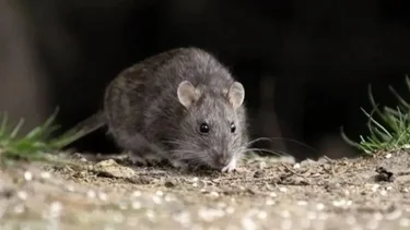 ¿Qué plantas hay que tener en la casa para ahuyentar a las ratas?