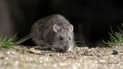 Alerta por casos de leptospirosis: las tres provincias afectadas por la enfermedad Alerta por casos de leptospirosis: las tres provincias afectadas por la enfermedad