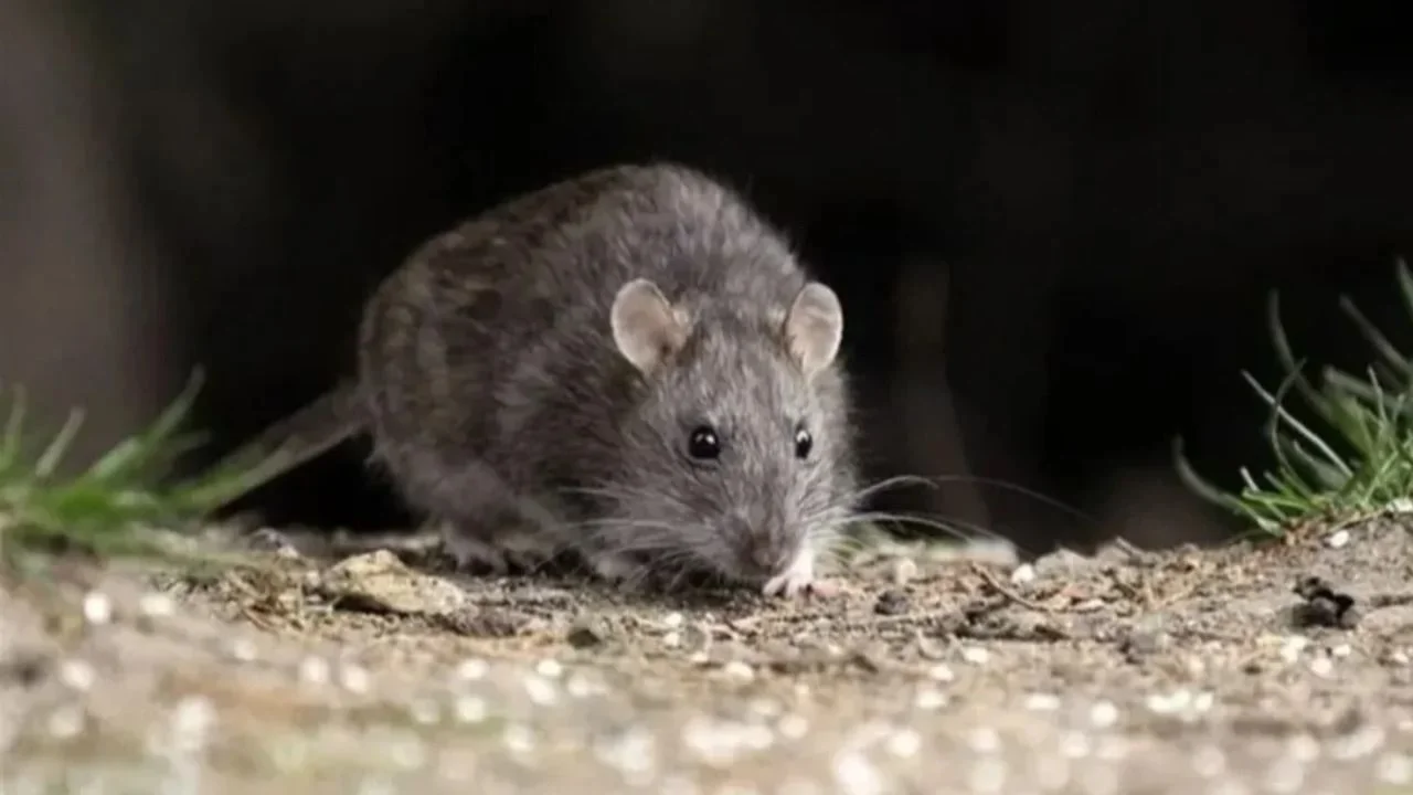 rata, roedores, plagas, plantas, verdulería, viviero