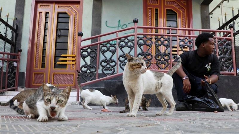 China Baidu quiere patentar un sistema de IA para descifrar sonidos de animales