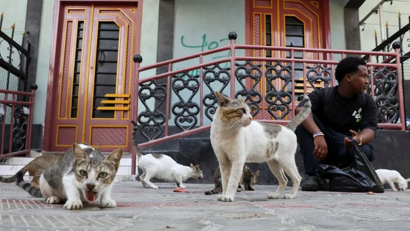 China Baidu quiere patentar un sistema de IA para descifrar sonidos de animales