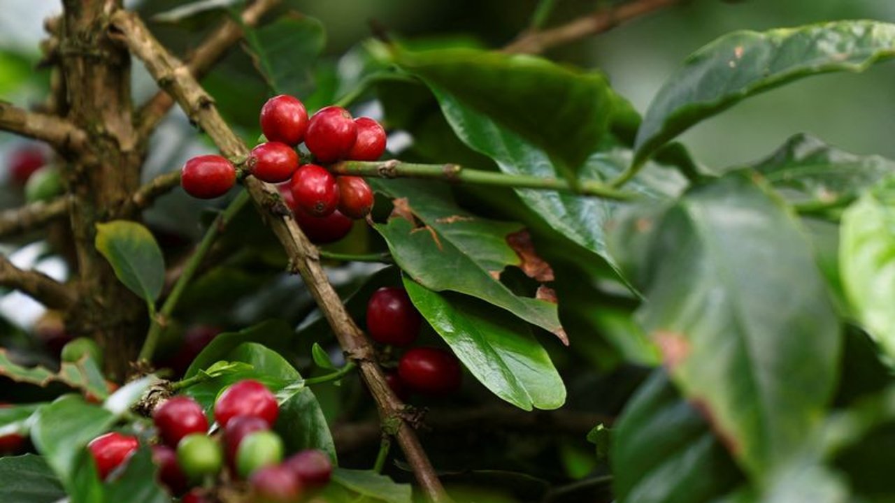 Producción colombiana de café cae en abril por primera vez en 14 meses