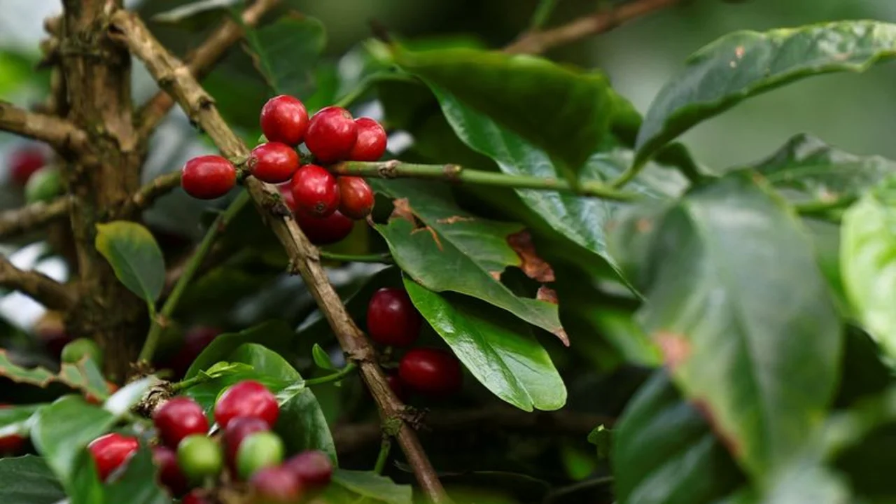 Producción colombiana de café cae en abril por primera vez en 14 meses