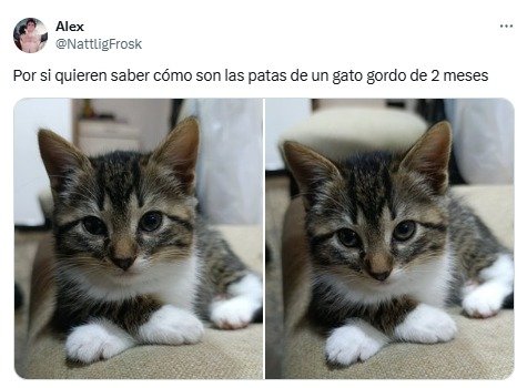 gatos, animales, patas