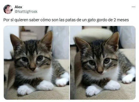 gatos, animales, patas
