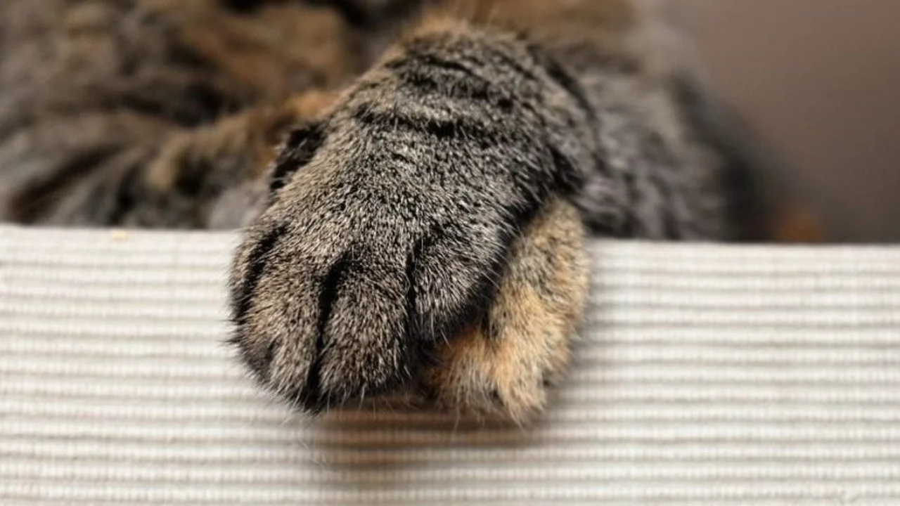 gatos, animales, patas