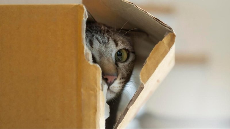 gatos, animales, cajas, cartón, bolsas, mascotas