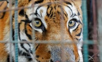 Trasladan los tigres del ex zoológico Yastay a su entorno natural | Fauna salvaje