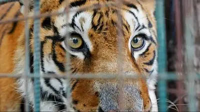 Respeto por la vida animal: trasladan a los tigres del ex zoológico de La Rioja al santuario Tekove Mymba Respeto por la vida animal: trasladan a los tigres del ex zoológico de La Rioja al santuario Tekove Mymba