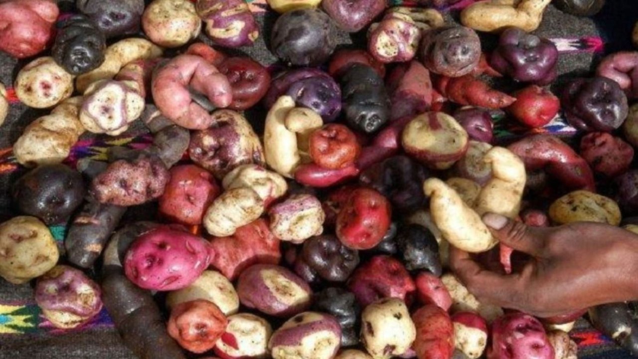 papa, papas, verdura, perú