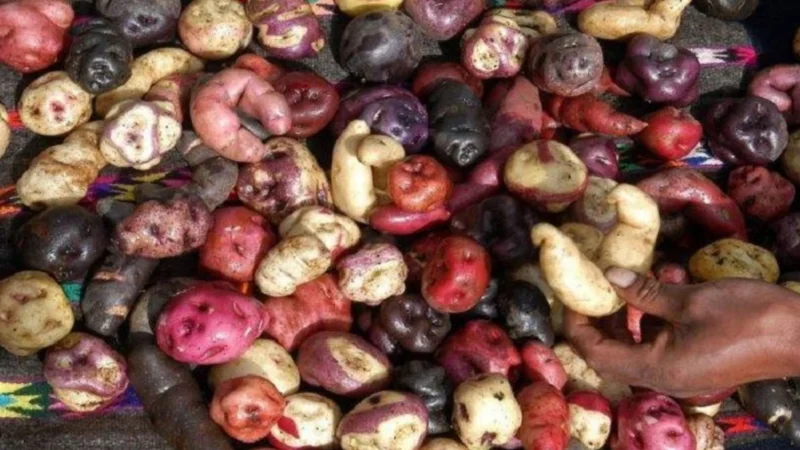 papa, papas, verdura, perú