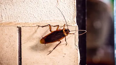 Cucaracha Cucaracha
