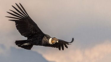 Cuáles son los santuarios naturales donde se puede ver al Cóndor Andino: todos los detalles