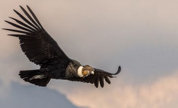 Cuáles son los destinos naturales para visitar al Cóndor Andino | La rioja 