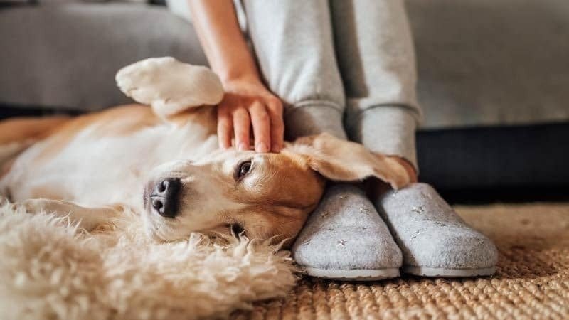 perros, perro, animales, perro caricias, mascotas,