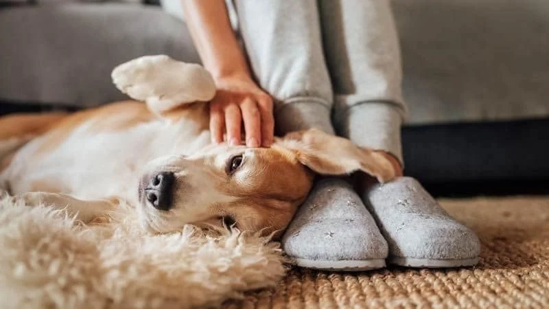 perros, perro, animales, perro caricias, mascotas,