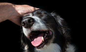 ¿Qué caricias los perros consideran como una amenaza y podrían reaccionar mal? | Perros