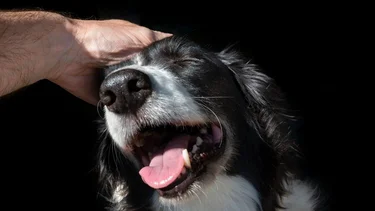¿Qué caricias los perros consideran como una amenaza y podrían reaccionar mal?