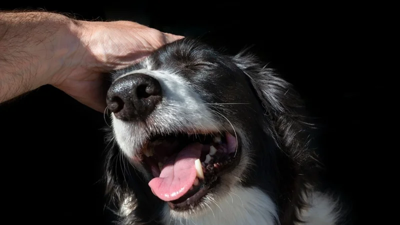 perros, perro, animales, perro caricias, mascotas,