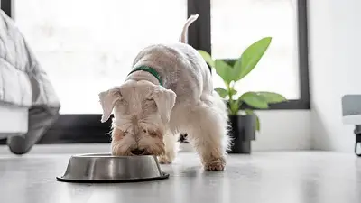 ¿Qué alimentos está prohibido darle a los perros y cómo perjudica a su organismo? ¿Qué alimentos está prohibido darle a los perros y cómo perjudica a su organismo?