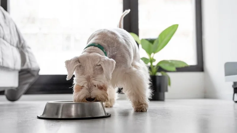 ¿Qué alimentos está prohibido darle a los perros y cómo perjudica a su organismo?