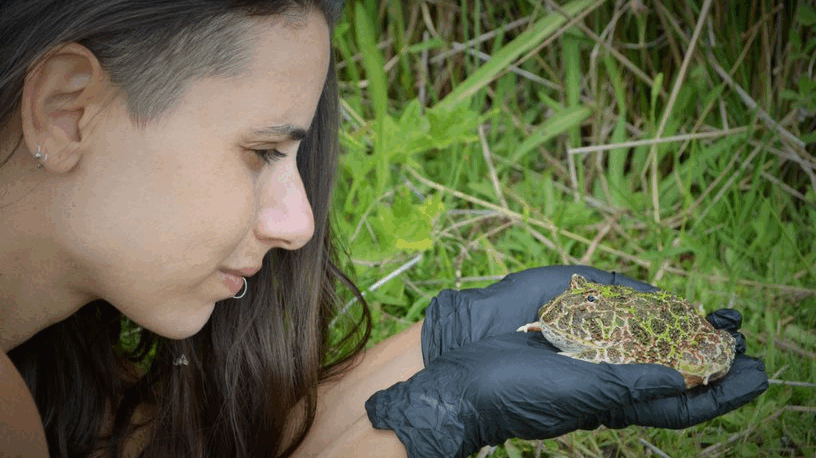 Es investigadora y recorre pastizales para salvar a los últimos ejemplares de un anfibio argentino que inspiró mitos