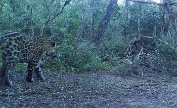 Confirman la existencia de un nuevo yaguareté en Formosa | Yaguaretes