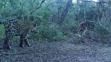 Registraron un nuevo ejemplar de yaguareté y es el tercero fotografiado en el Parque Nacional Río Pilcomayo