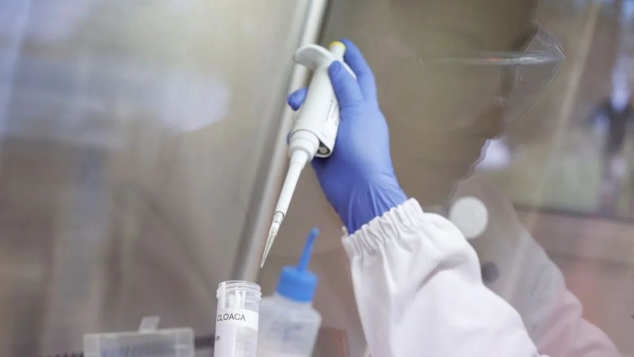 Brasil confirma el primer brote de gripe aviar en una granja comercial