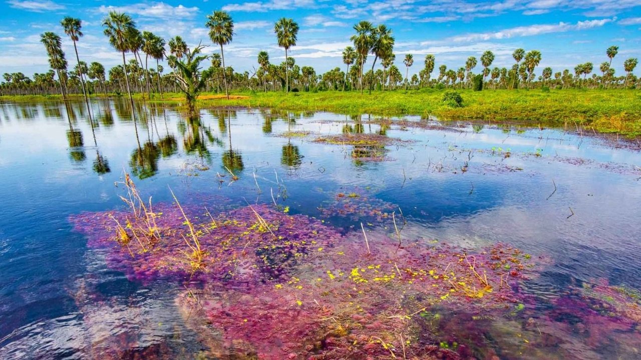 Bañado La Estrella, un paraíso oculto en Formosa que lidera el ranking de los destinos turísticos argentinos