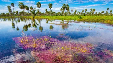 Bañado La Estrella, un paraíso oculto en Formosa que lidera el ranking de los destinos turísticos argentinos