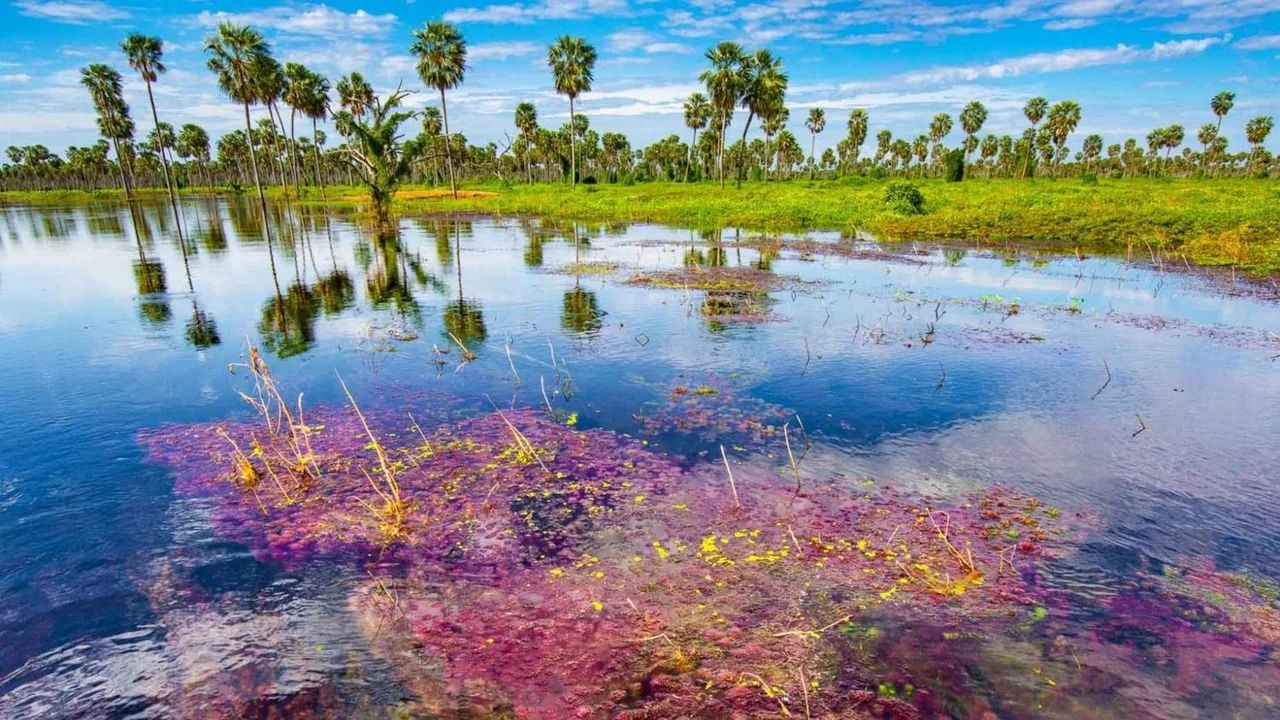 Bañado La Estrella, un paraíso oculto en Formosa que lidera el ranking de los destinos turísticos argentinos