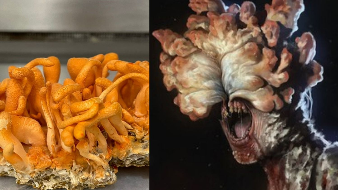 Cuál es el caso de infección por el mismo hongo que generó la pandemia en The Last of Us. Hongo de The Last of Us en la vida real. Araña infectada.